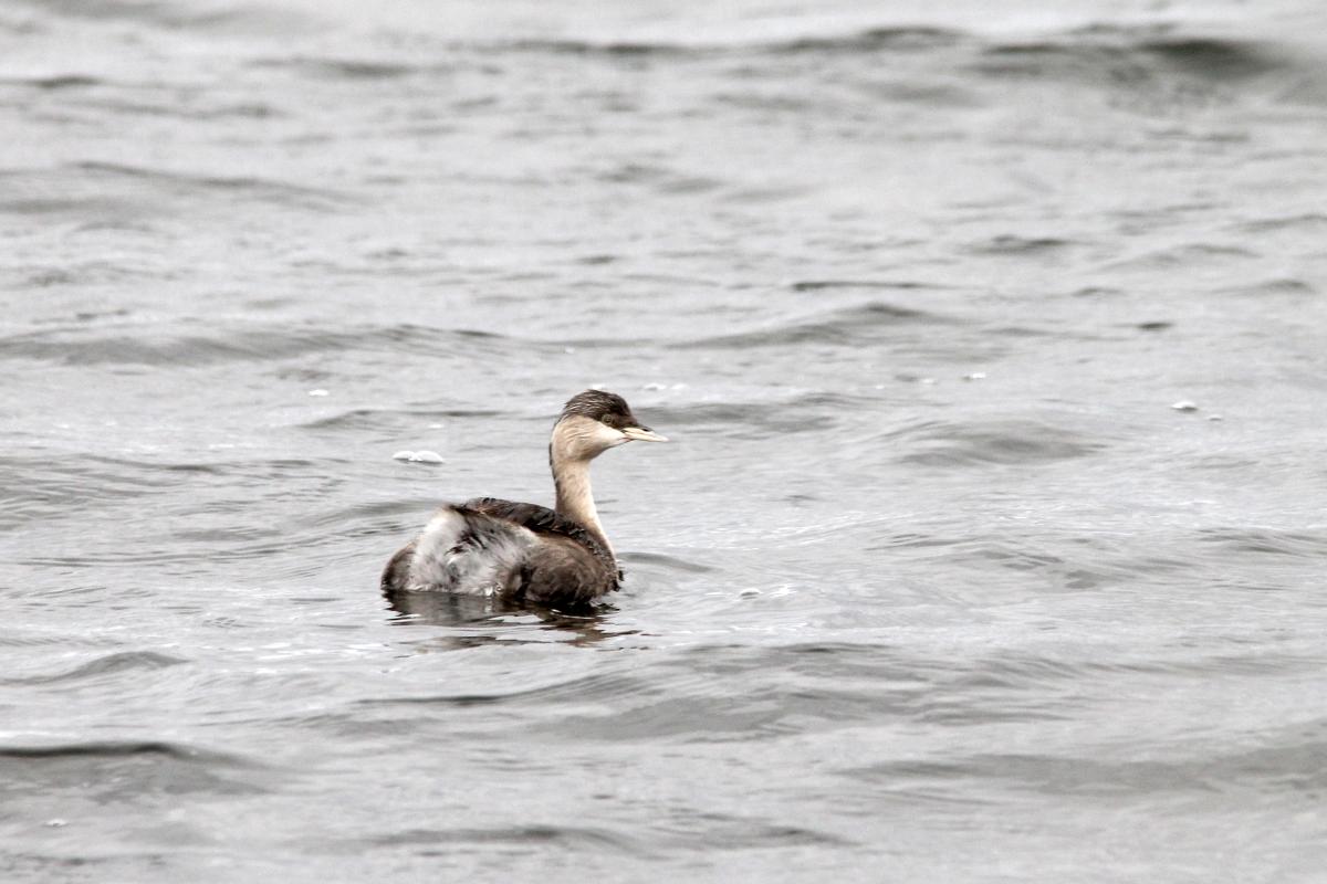 Hoary-headed Grebe (Poliocephalus poliocephalus)