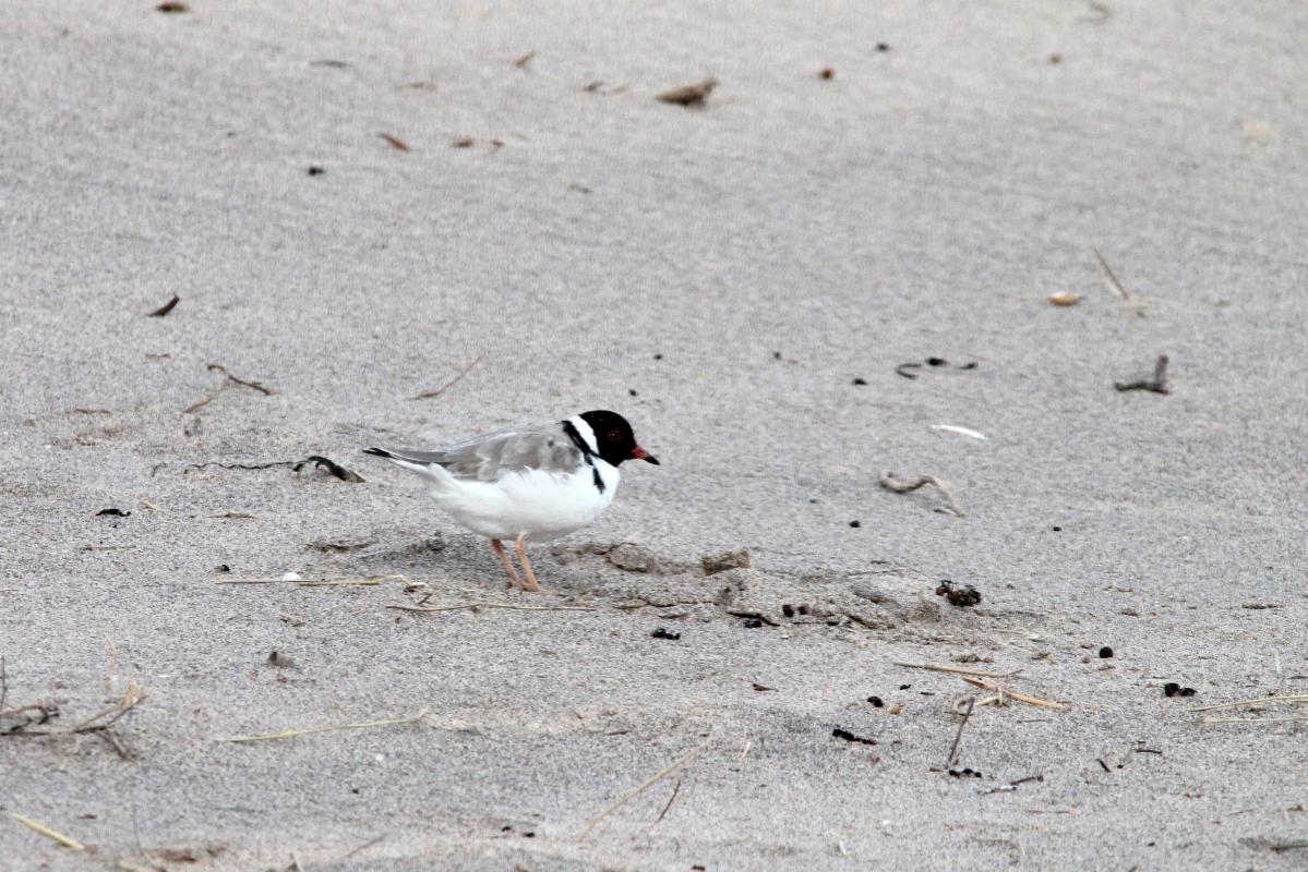 Hooded Plover (Thinornis rubricollis)