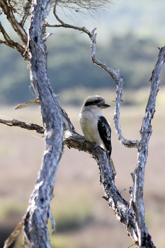 Laughing Kookaburra (Dacelo novaeguineae)