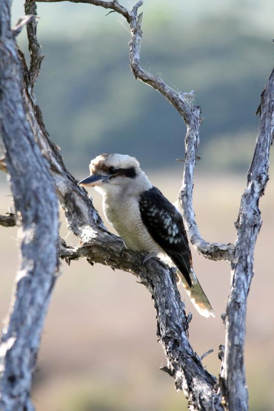 Laughing Kookaburra (Dacelo novaeguineae)