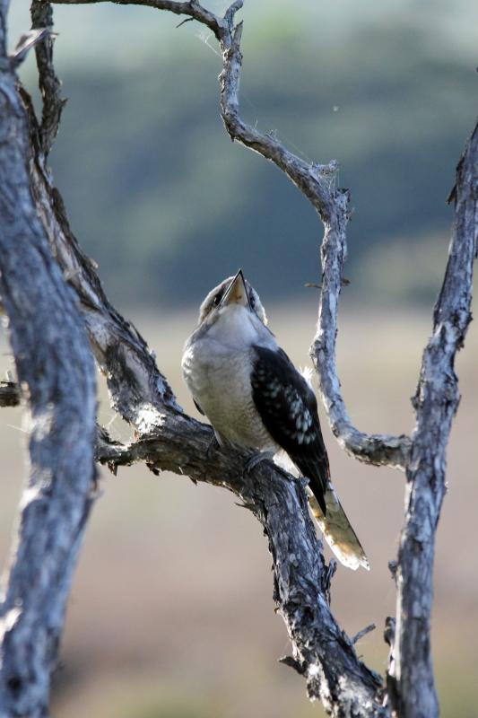 Laughing Kookaburra (Dacelo novaeguineae)