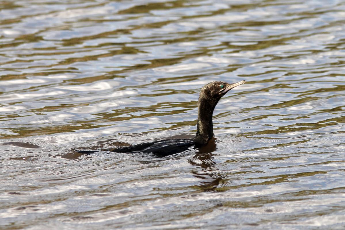 Little Black Cormorant (Phalacrocorax sulcirostris)