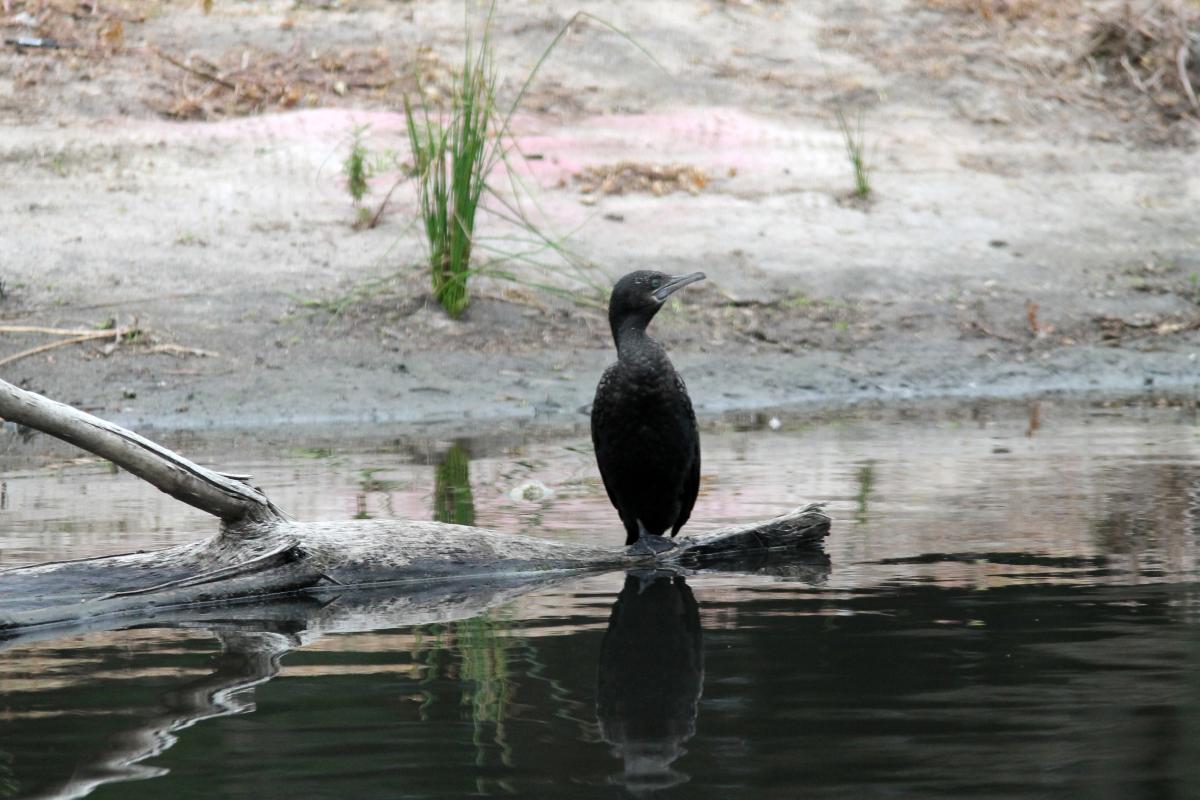 Little Black Cormorant (Phalacrocorax sulcirostris)