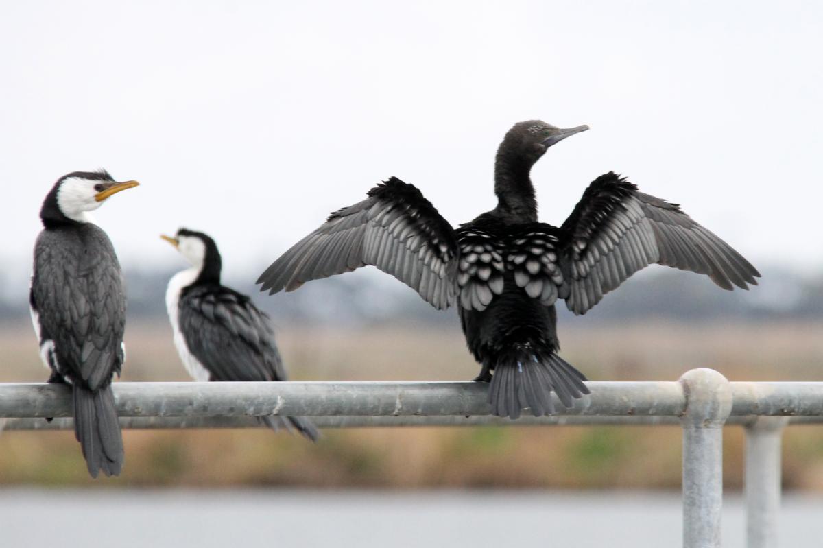 Little Black Cormorant (Phalacrocorax sulcirostris)