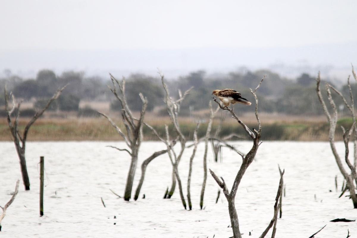 Little Eagle (Hieraaetus morphnoides)