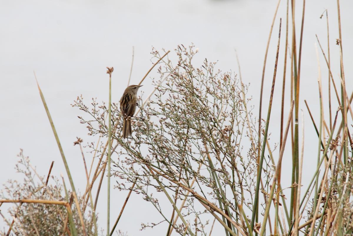 Little Grassbird (Megalurus gramineus)