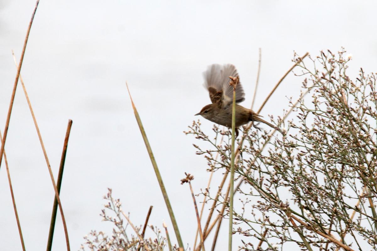 Little Grassbird (Megalurus gramineus)