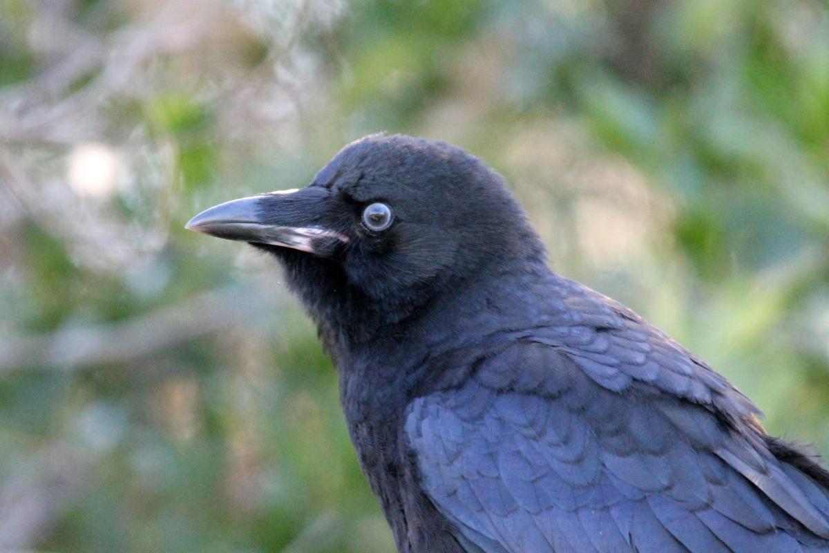 Little Raven (Corvus mellori)