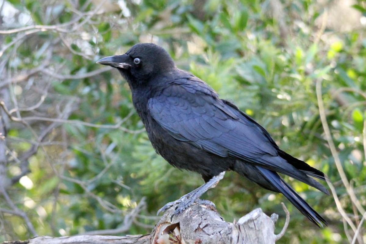 Little Raven (Corvus mellori)