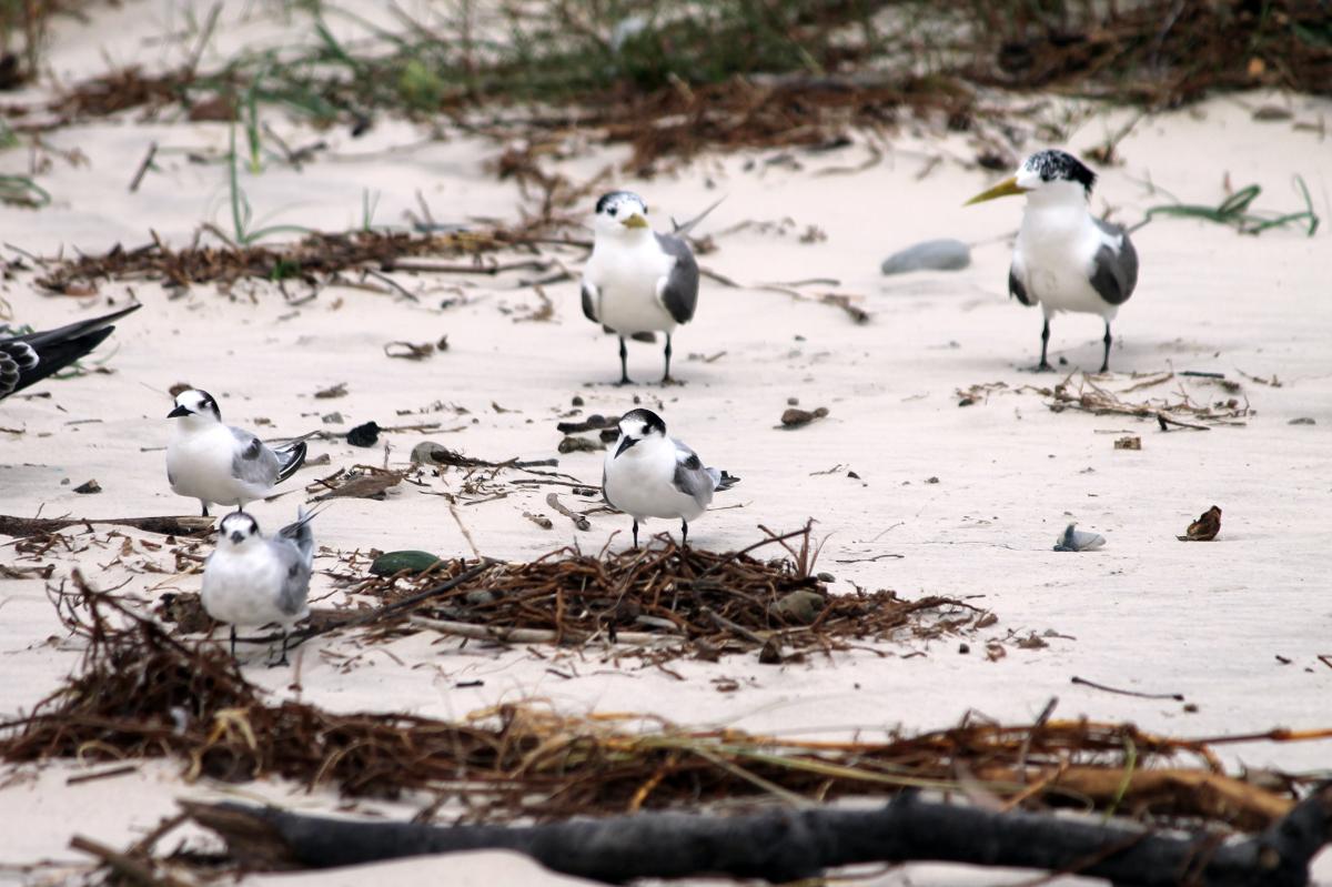 Little Tern (Sternula albifrons)