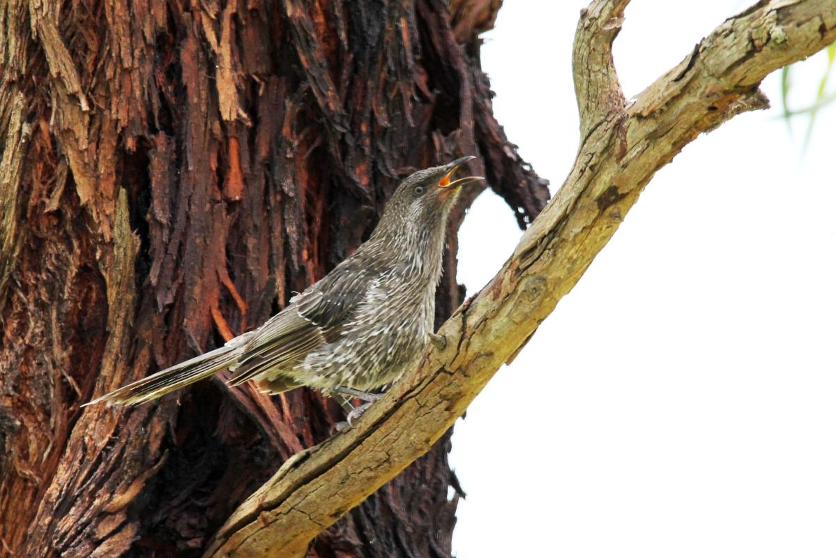 Little Wattlebird (Anthochaera chrysoptera)