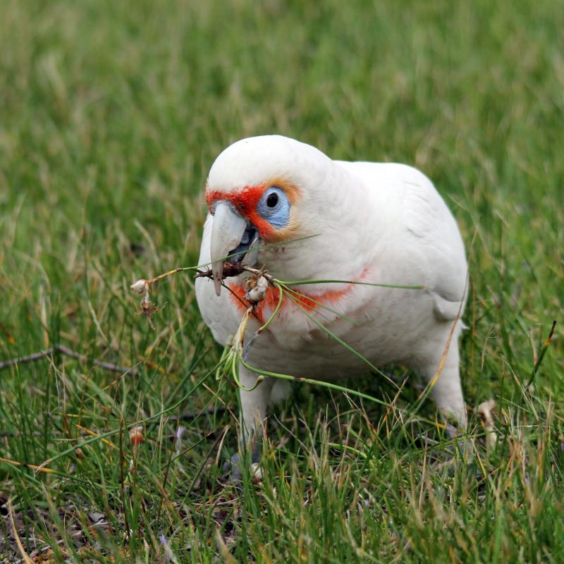 Long-billed Corella (Cacatua tenuirostris)