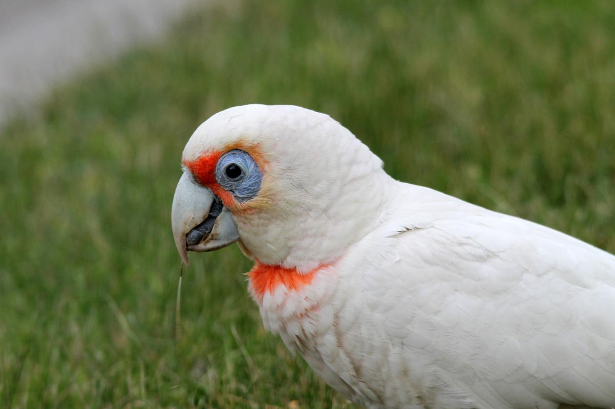 Long-billed Corella (Cacatua tenuirostris)