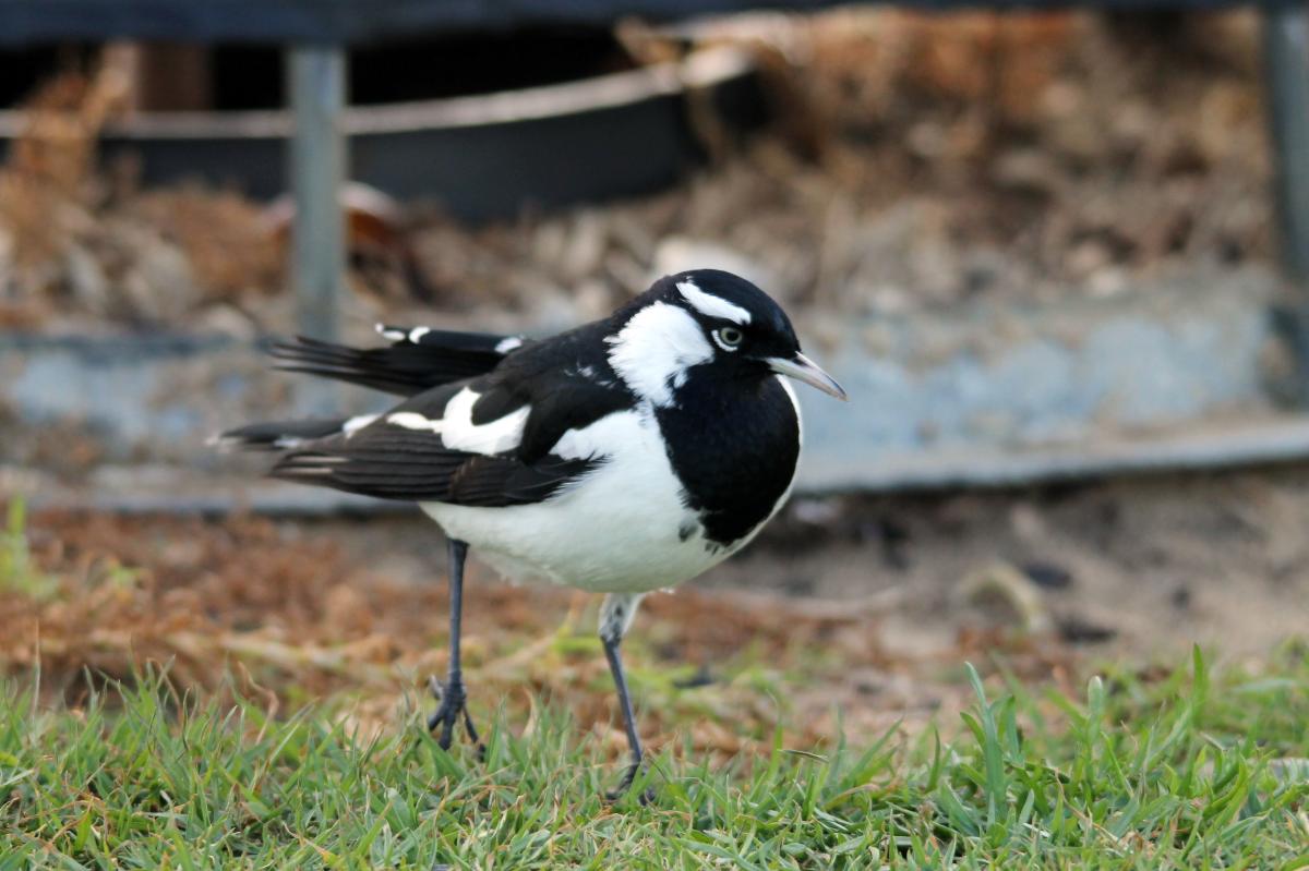 Magpie-lark (Grallina cyanoleuca)