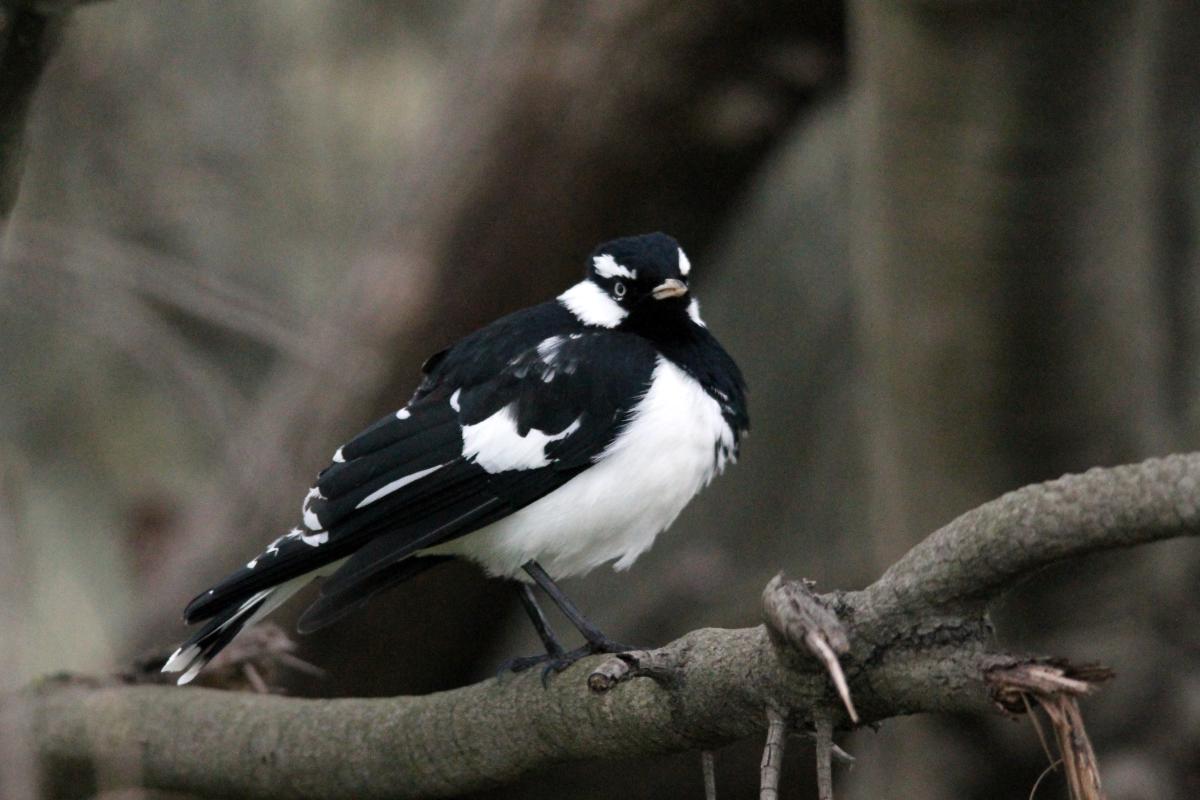 Magpie-lark (Grallina cyanoleuca)