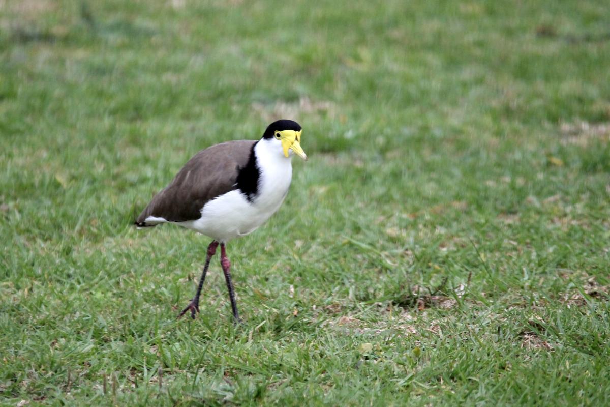 Masked Lapwing (Vanellus miles)