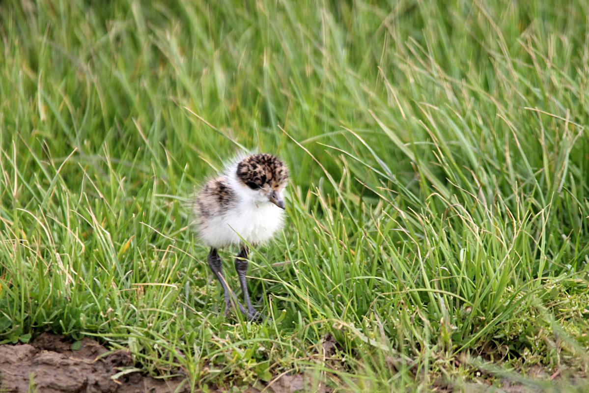 Masked Lapwing (Vanellus miles)