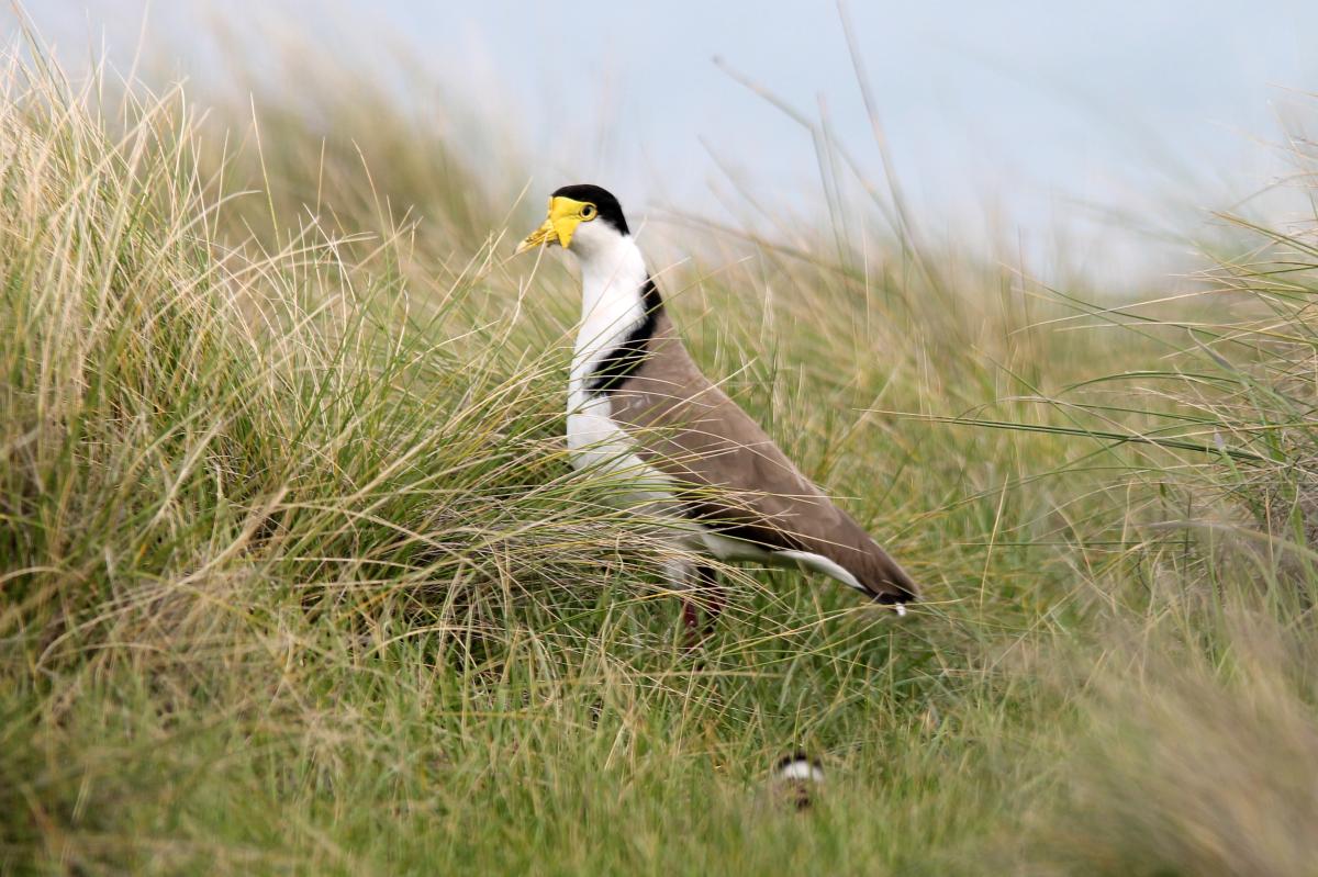 Masked Lapwing (Vanellus miles)