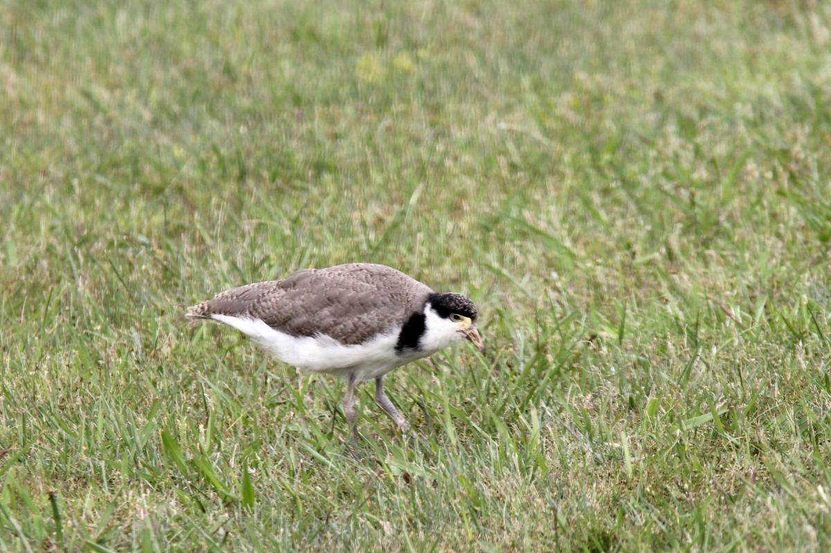 Masked Lapwing (Vanellus miles)