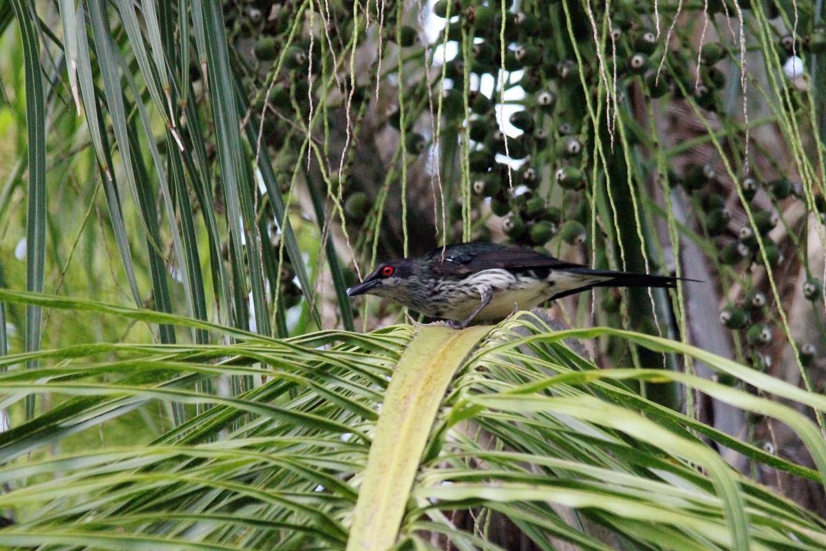 Metallic Starling (Aplonis metallica)