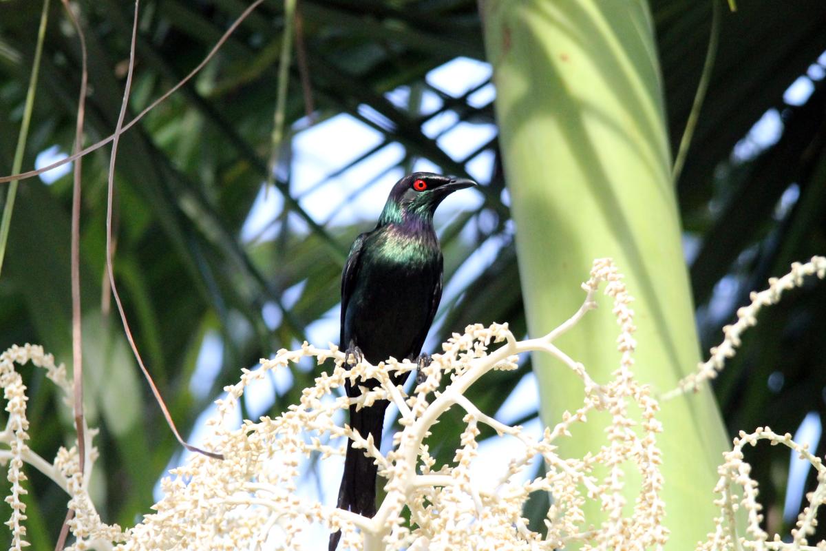 Metallic Starling (Aplonis metallica)