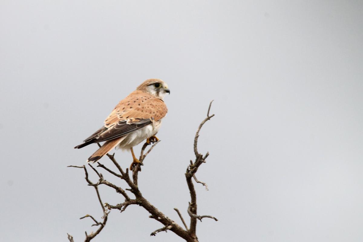 Nankeen Kestrel (Falco cenchroides)