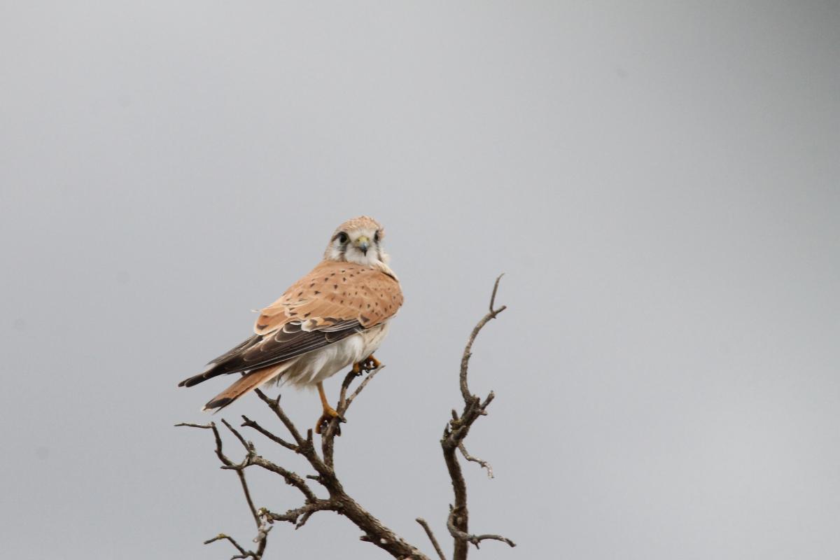 Nankeen Kestrel (Falco cenchroides)