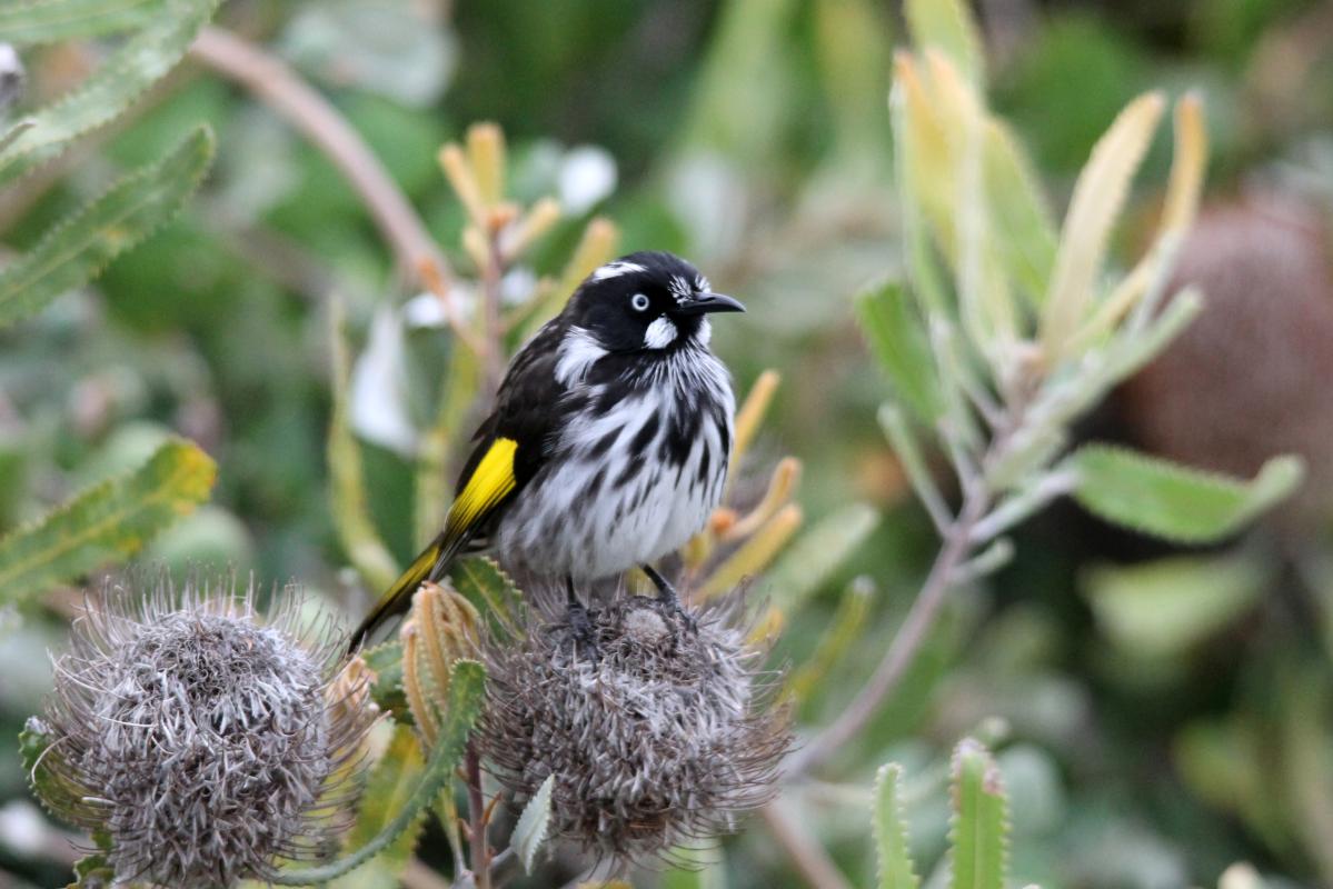 New Holland Honeyeater (Phylidonyris novaehollandiae)