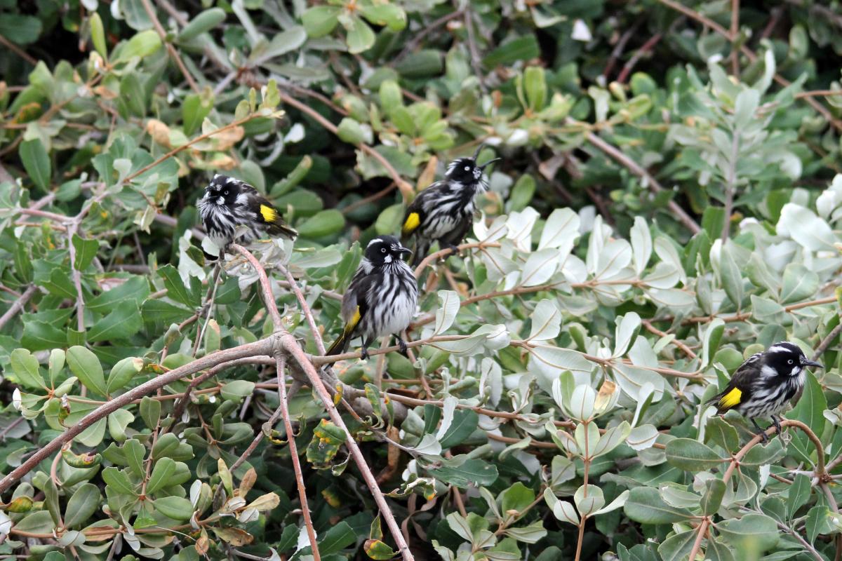 New Holland Honeyeater (Phylidonyris novaehollandiae)