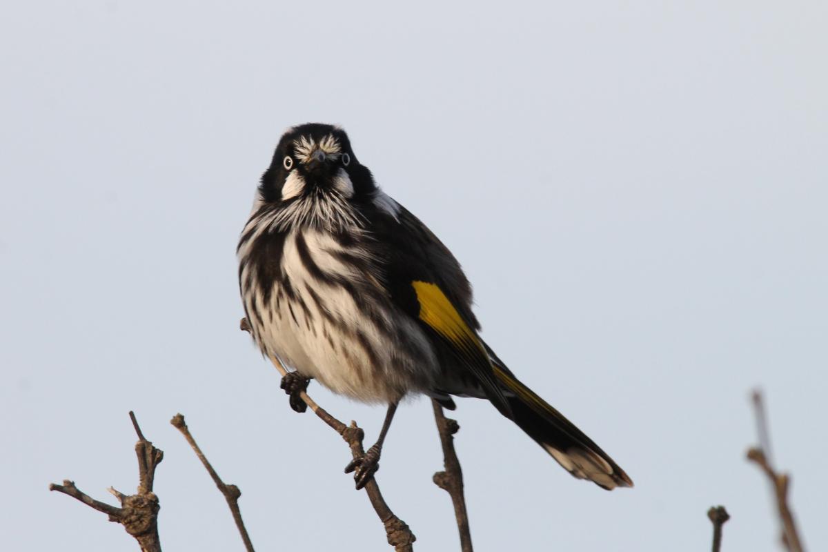 New Holland Honeyeater (Phylidonyris novaehollandiae)