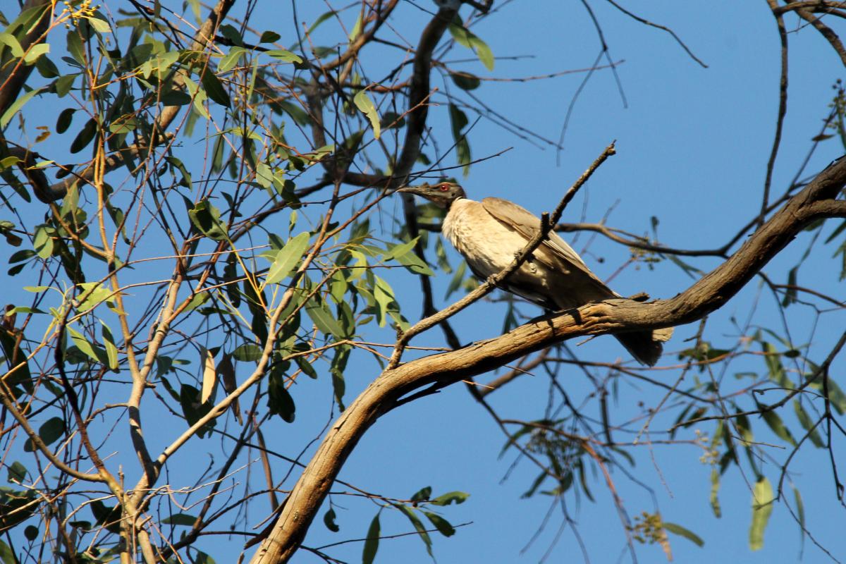 Noisy Friarbird (Philemon corniculatus)