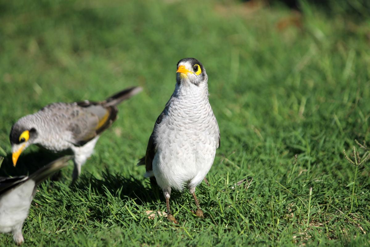 Noisy Miner (Manorina melanocephala)