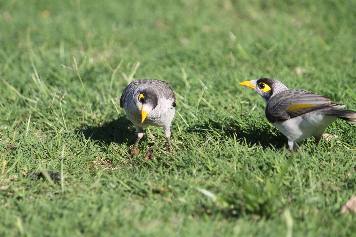 Noisy Miner (Manorina melanocephala)