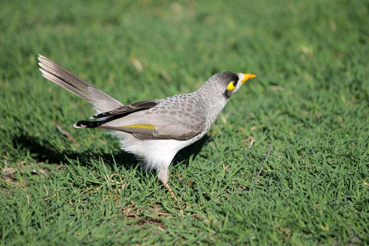 Noisy Miner (Manorina melanocephala)