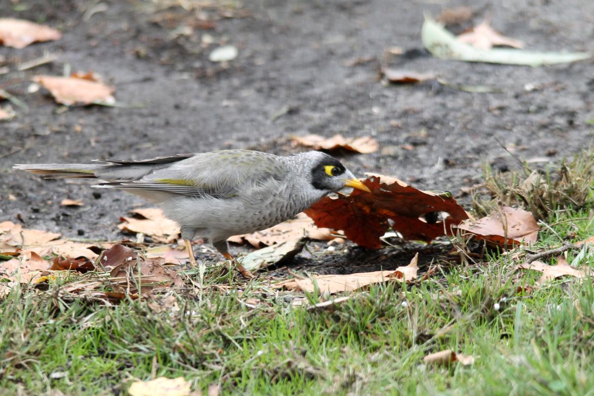 Noisy Miner (Manorina melanocephala)