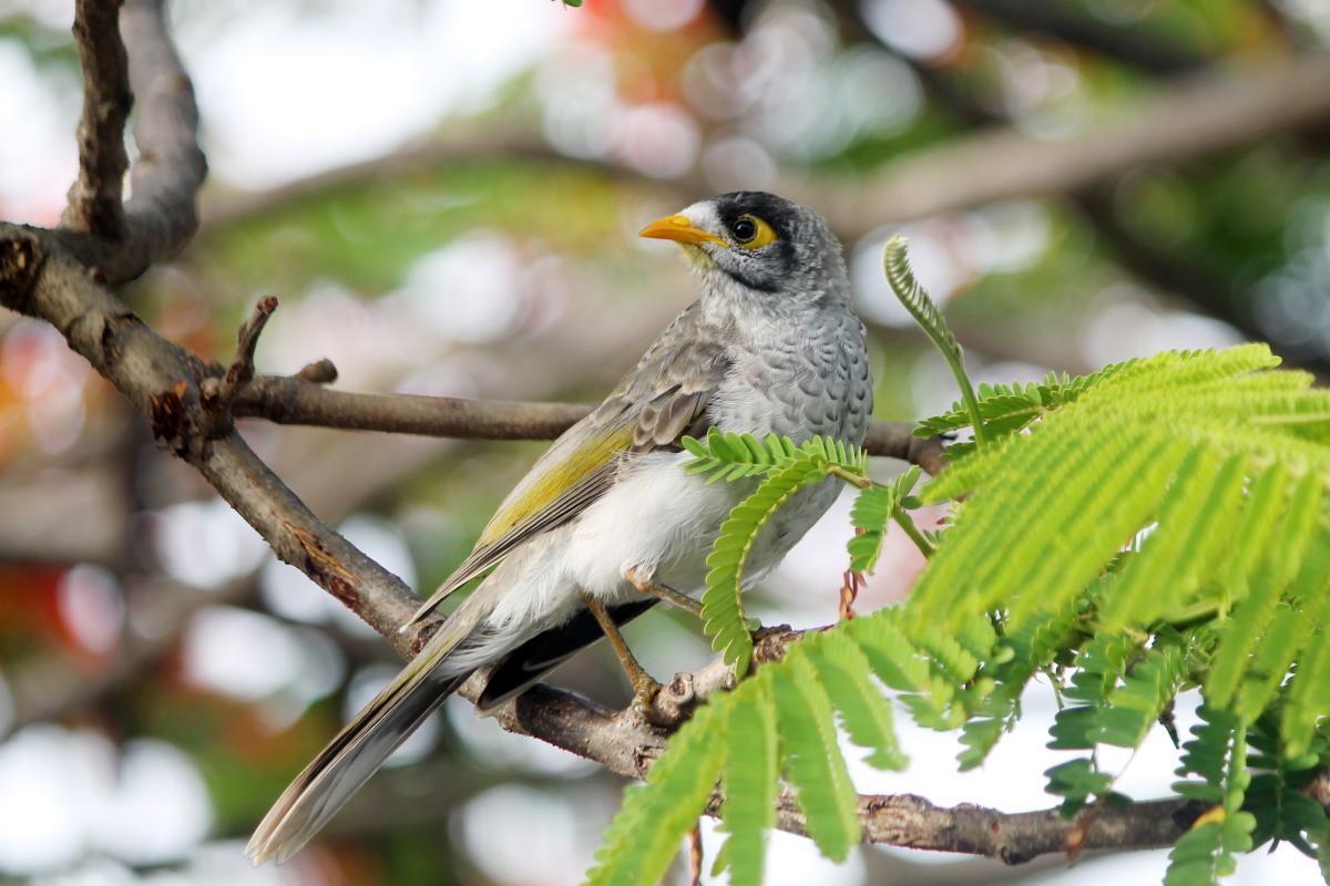 Noisy Miner (Manorina melanocephala)