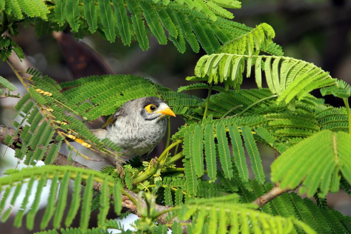 Noisy Miner (Manorina melanocephala)