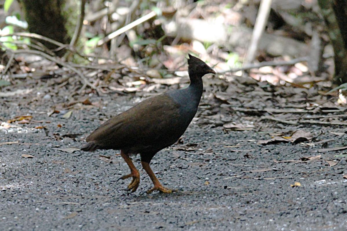 Orange-footed Scrubfowl (Megapodius reinwardt)