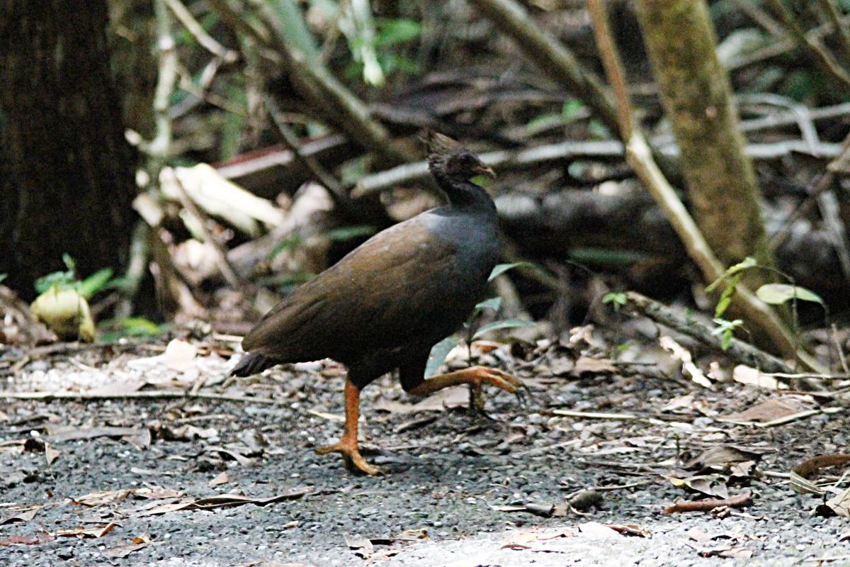 Orange-footed Scrubfowl (Megapodius reinwardt)