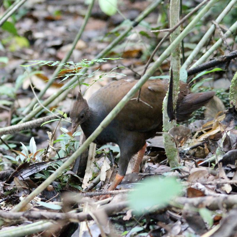 Orange-footed Scrubfowl (Megapodius reinwardt)