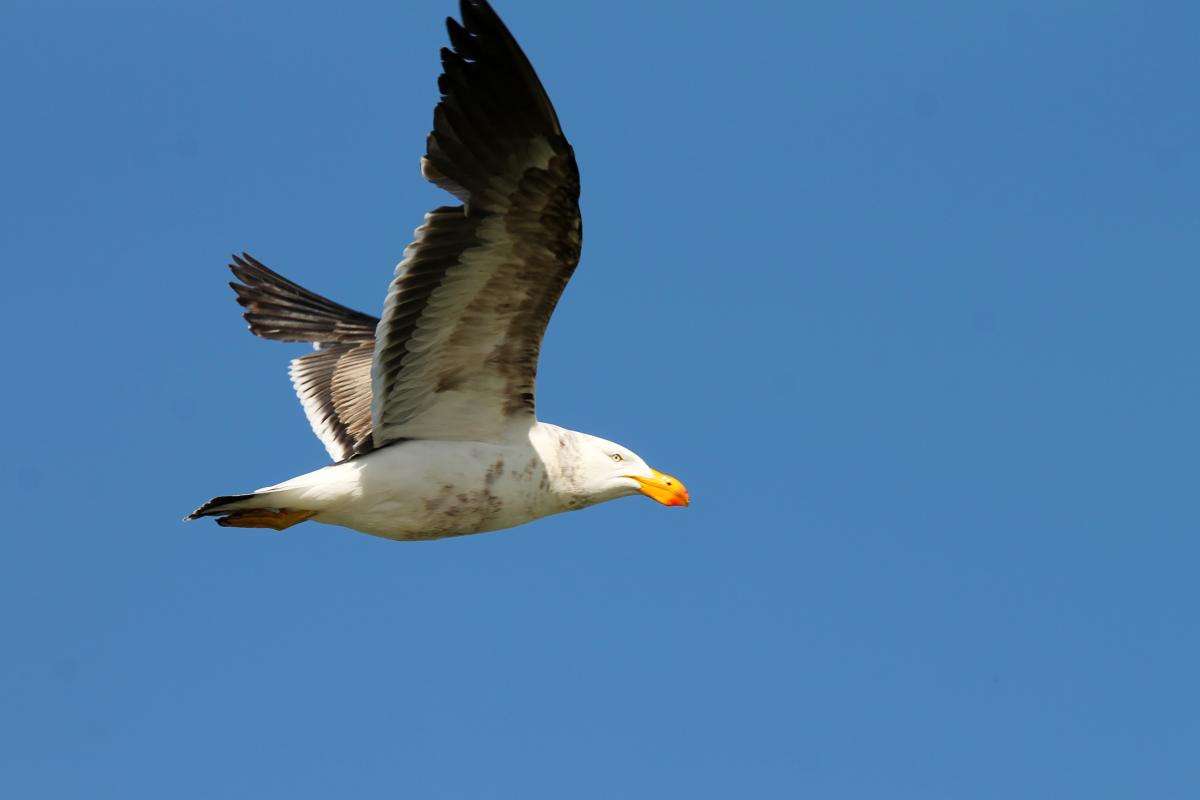 Pacific Gull (Larus pacificus)