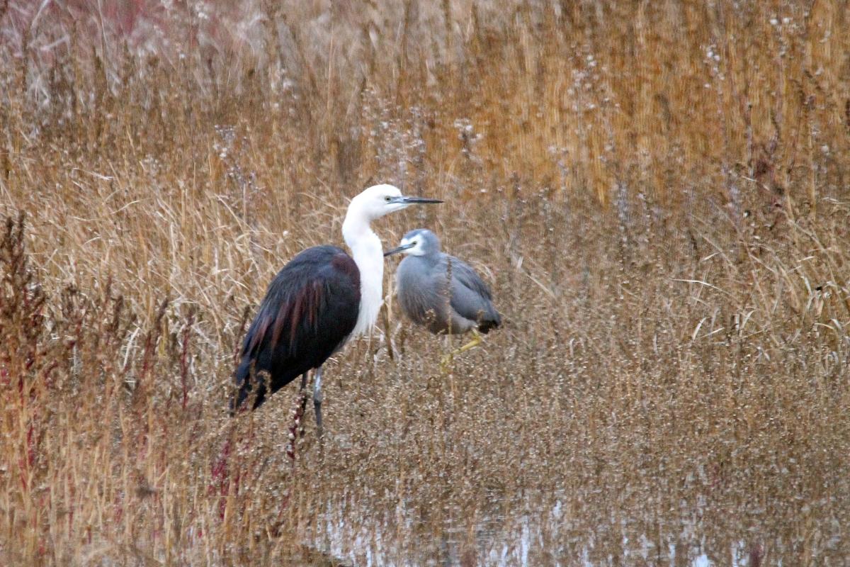 White-necked Heron (Ardea pacifica)