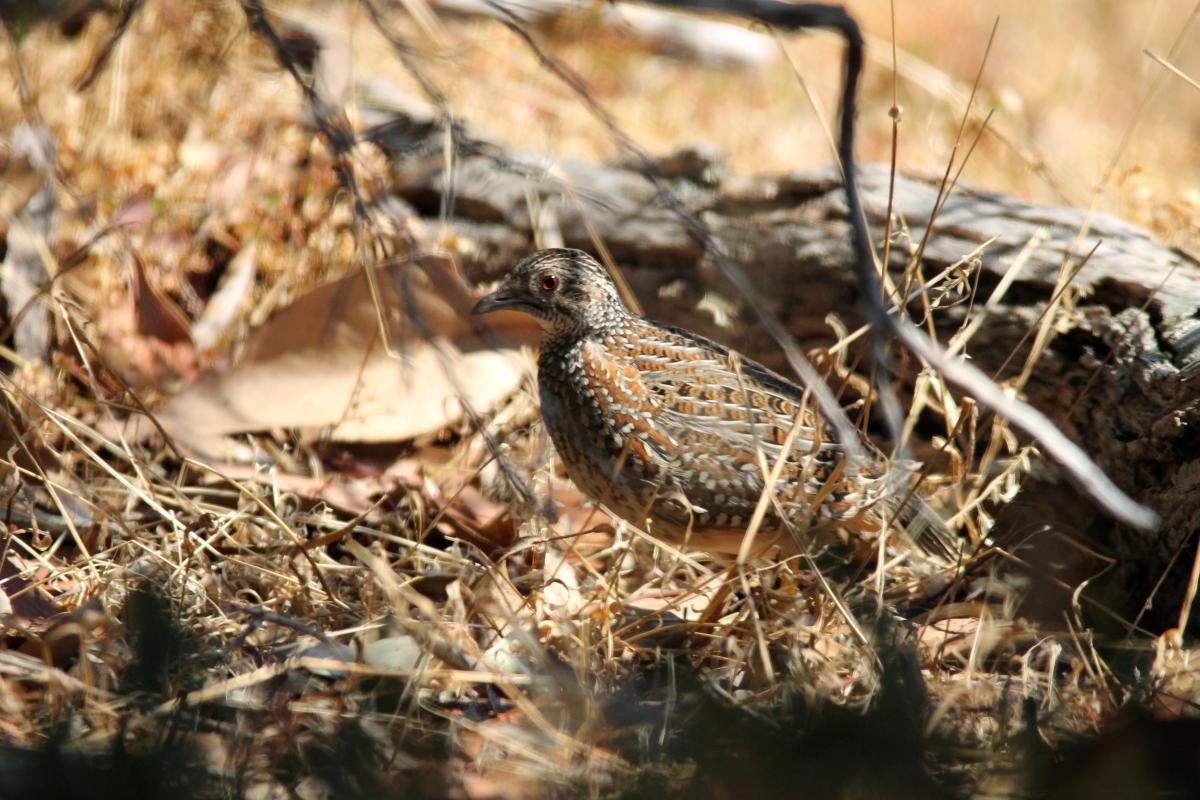 Painted Buttonquail (Turnix varius)