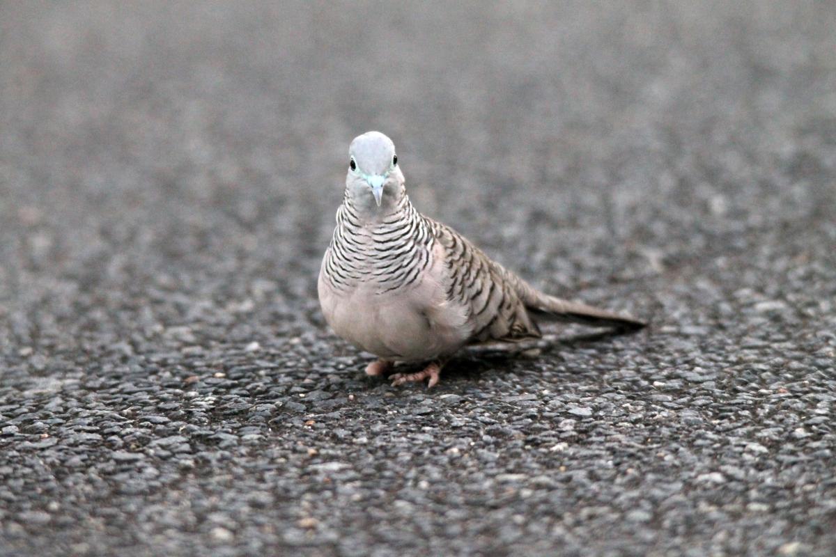 Peaceful Dove (Geopelia placida)