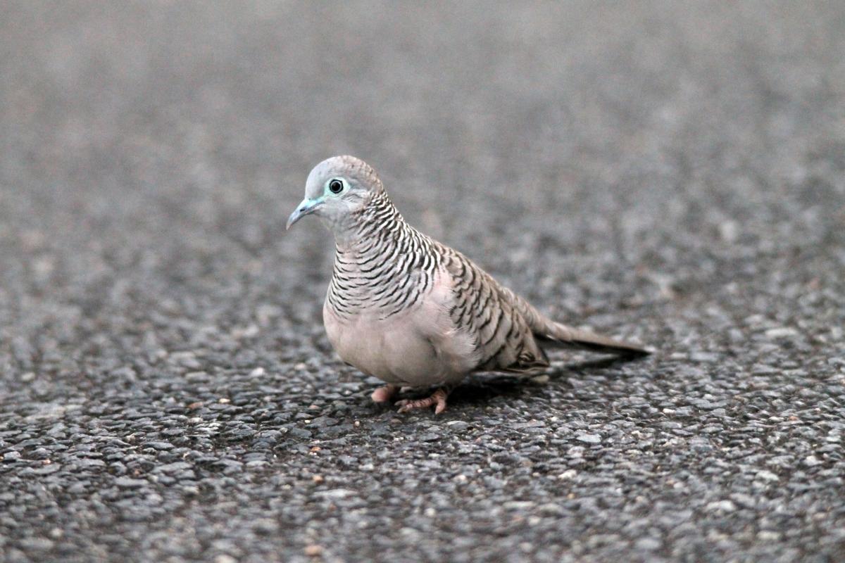 Peaceful Dove (Geopelia placida)