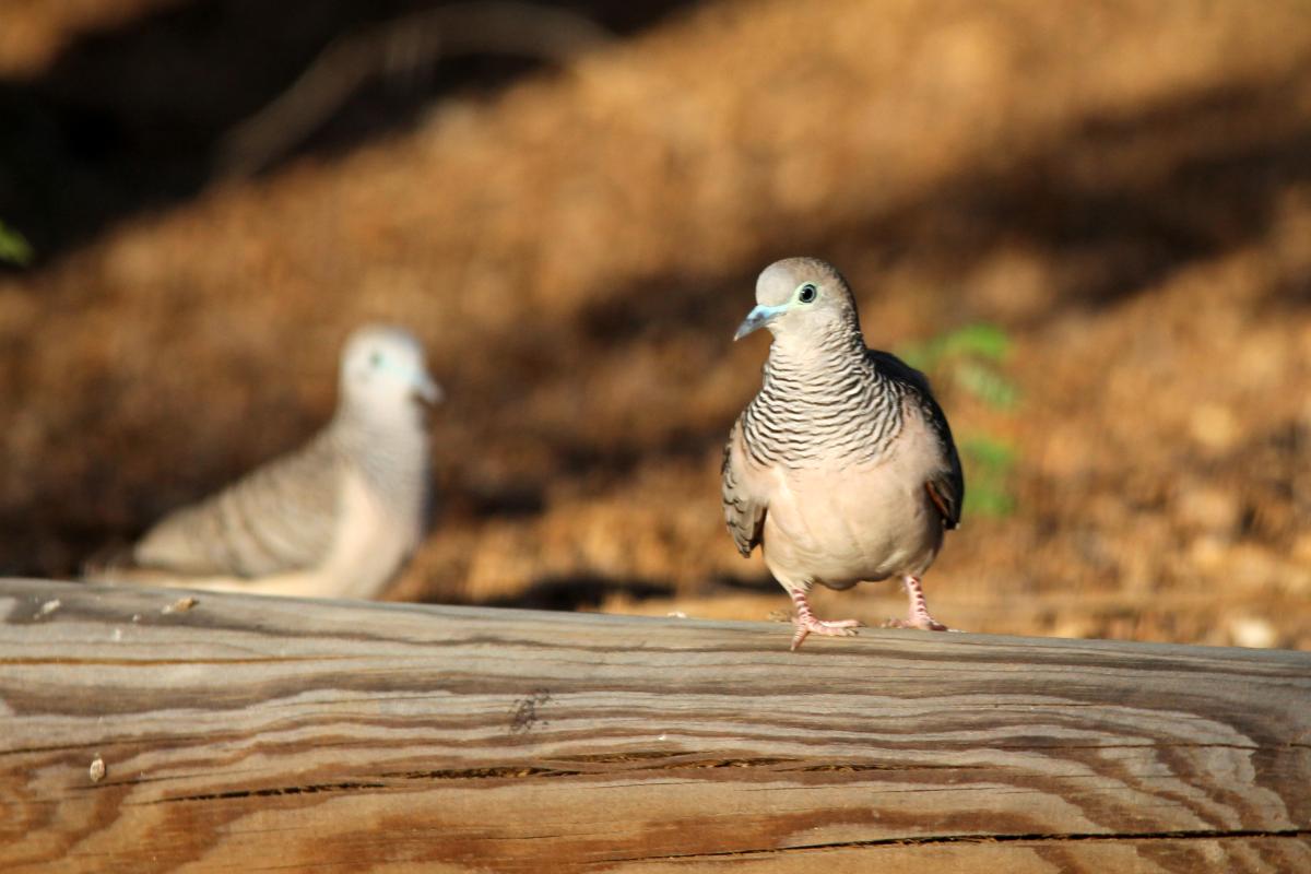 Peaceful Dove (Geopelia placida)