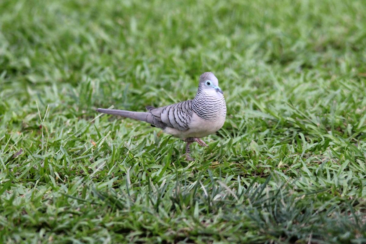 Peaceful Dove (Geopelia placida)