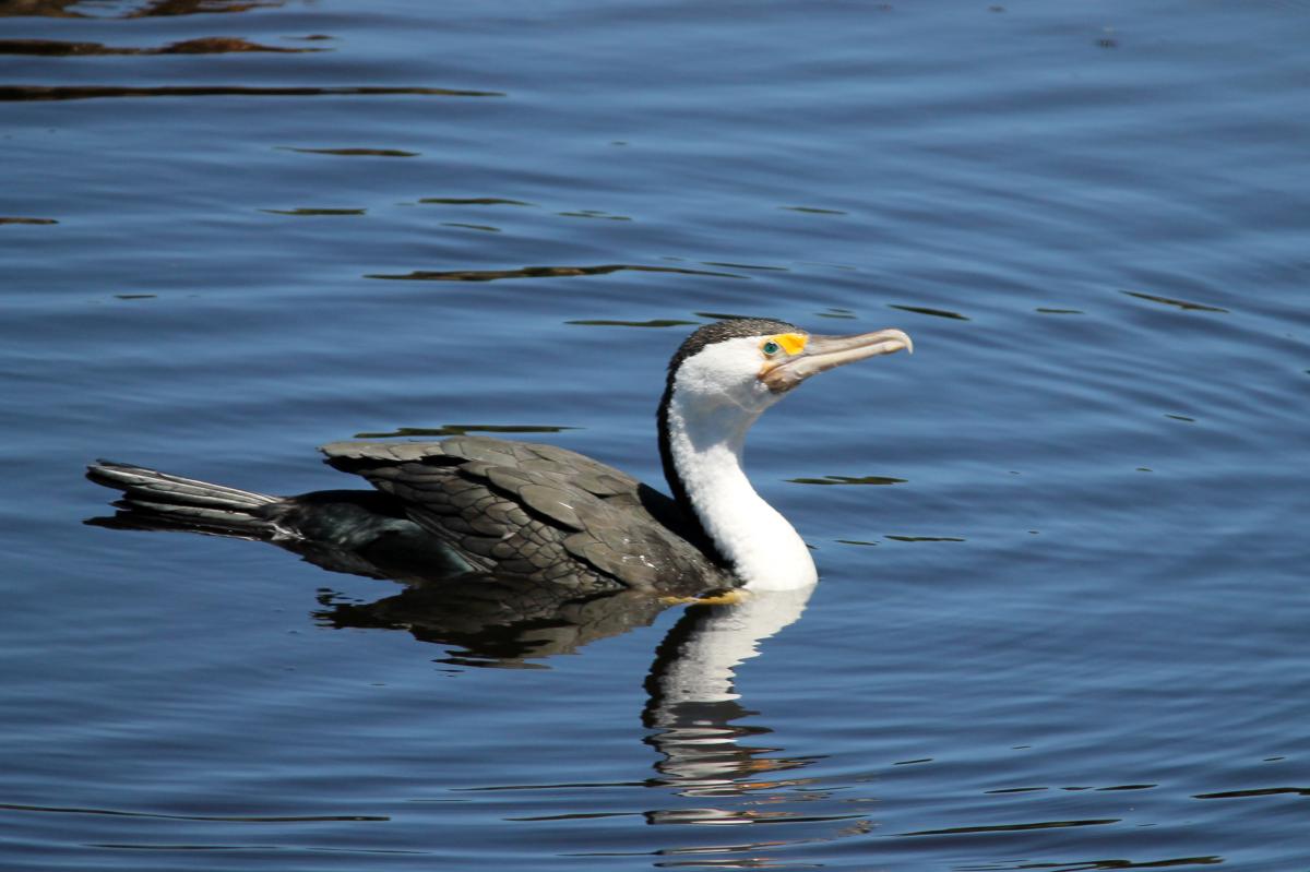 Australian Pied Cormorant (Phalacrocorax varius)