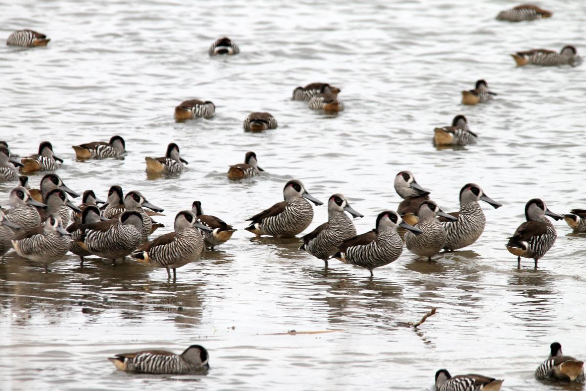 Pink-eared Duck (Malacorhynchus membranaceus)