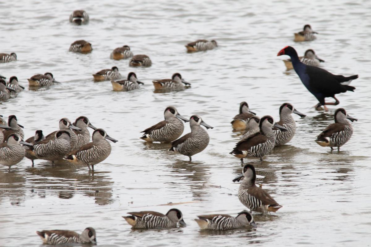 Pink-eared Duck (Malacorhynchus membranaceus)